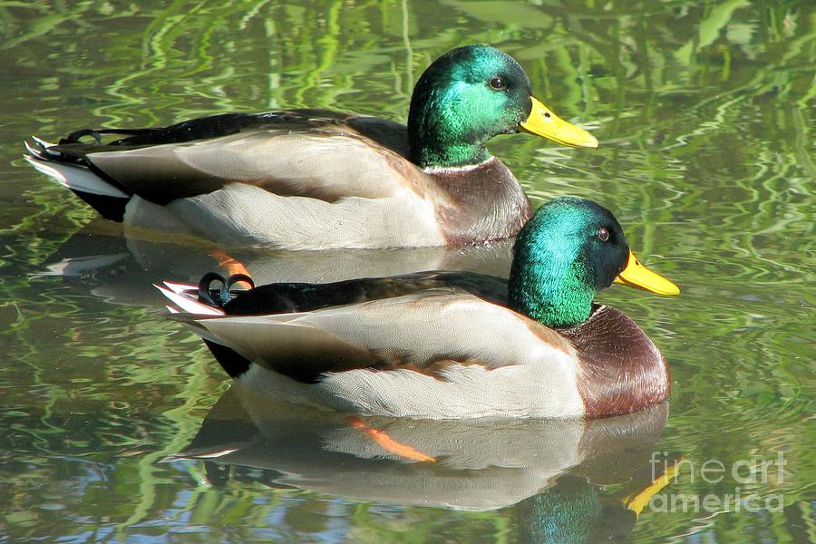 Male bonding Photograph by Frank Townsley - Fine Art America