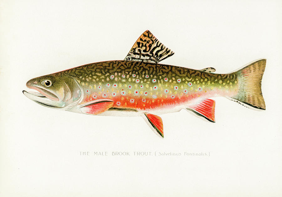 Male Brook Trout Drawing by David Letts
