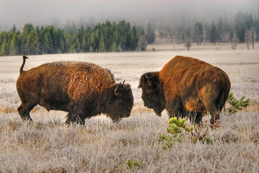Male Buffalobison Squaring Off Photograph by Larry Gerbrandt Male Buffalobison Squaring Off Photograph by Larry Gerbrandt