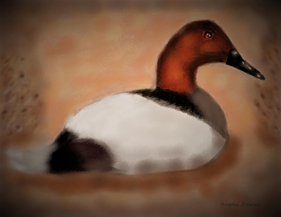 Male Canvasback At Dawn Mixed Media by Angela Davies