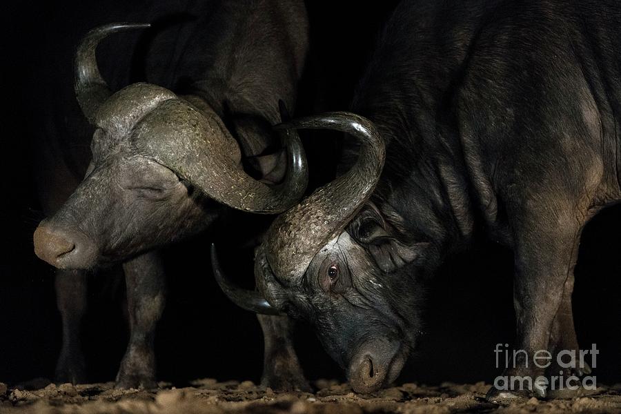 Male Cape Buffaloes Sparring At Night Photograph by Tony Camacho/science Photo Library
