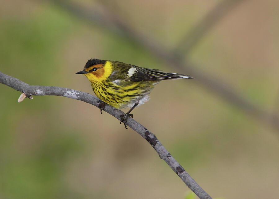 Male Cape May Warbler Photograph by Marlin and Laura Hum