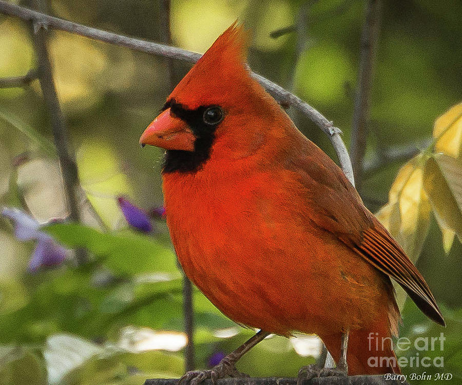 Male cardinal Photograph by Barry Bohn