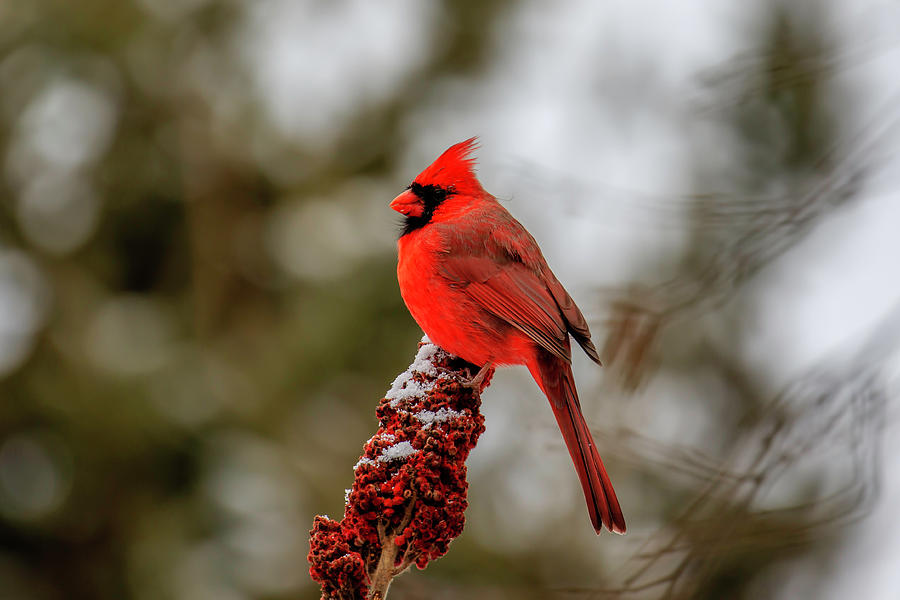 Male Cardinal Photograph by Gary Hall