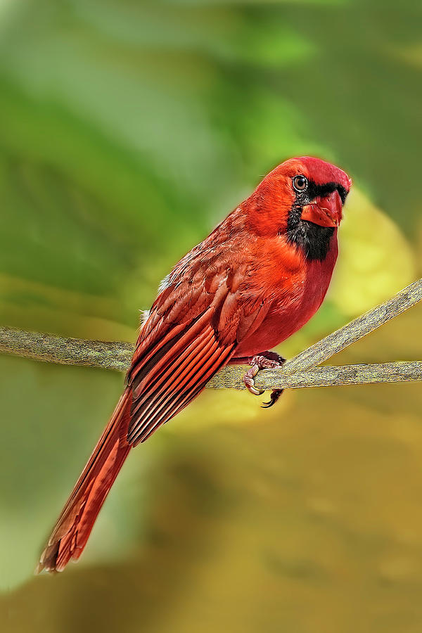 Male Cardinal Headshot  Photograph by Kay Brewer