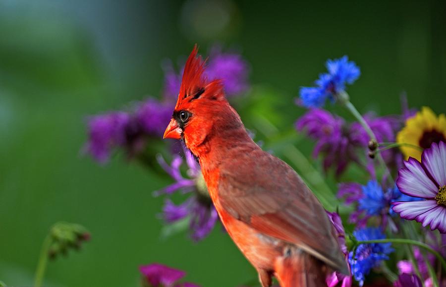 Flower Photograph - Male Cardinal In Flowers by Randall Branham
