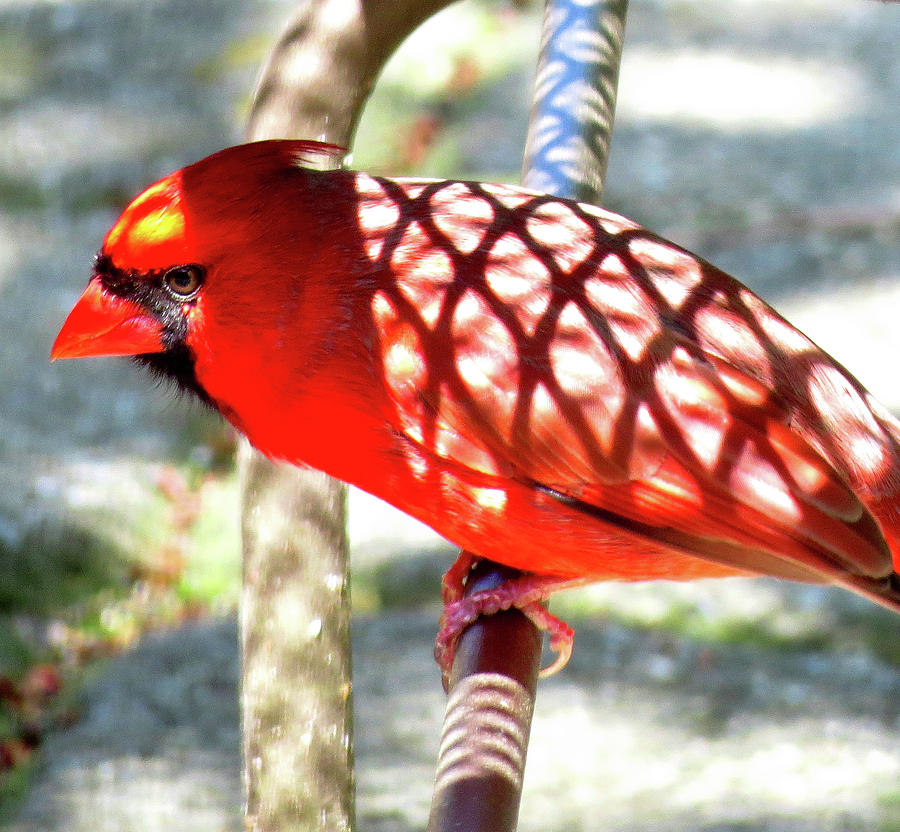 Male Cardinal in Shadow Trellis Photograph by Linda Stern