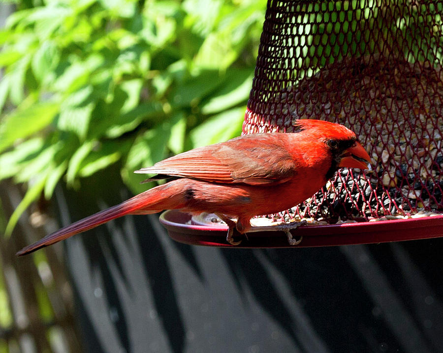 Male Cardinal Photograph by Jeff Ross