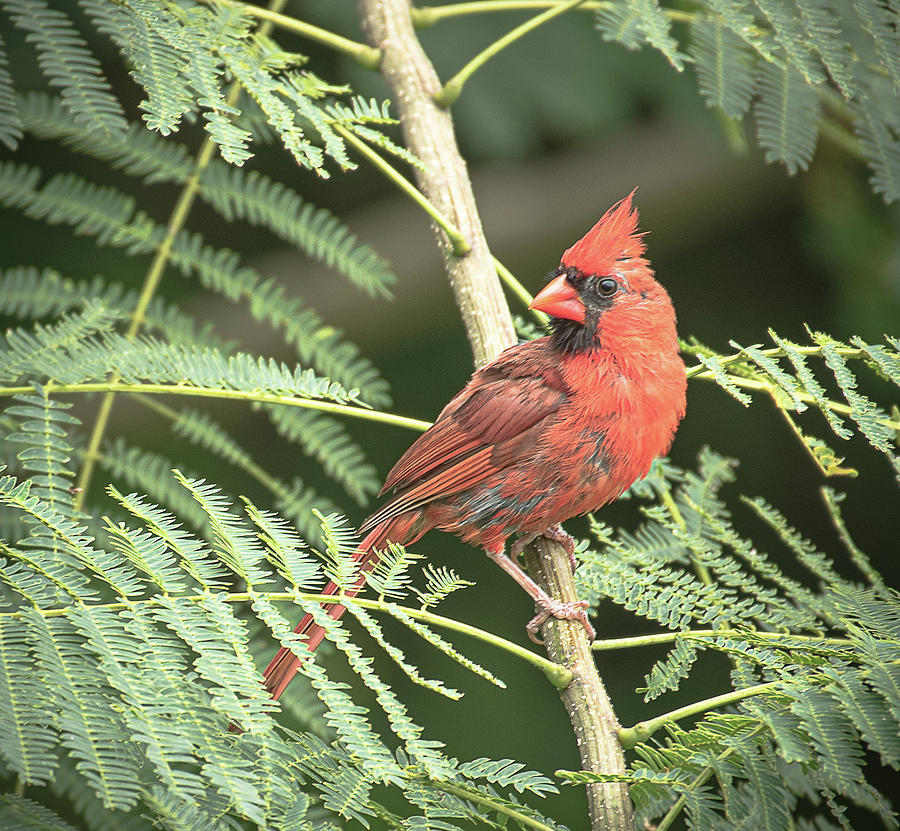 Male Cardinal Photograph by Lori Rowland
