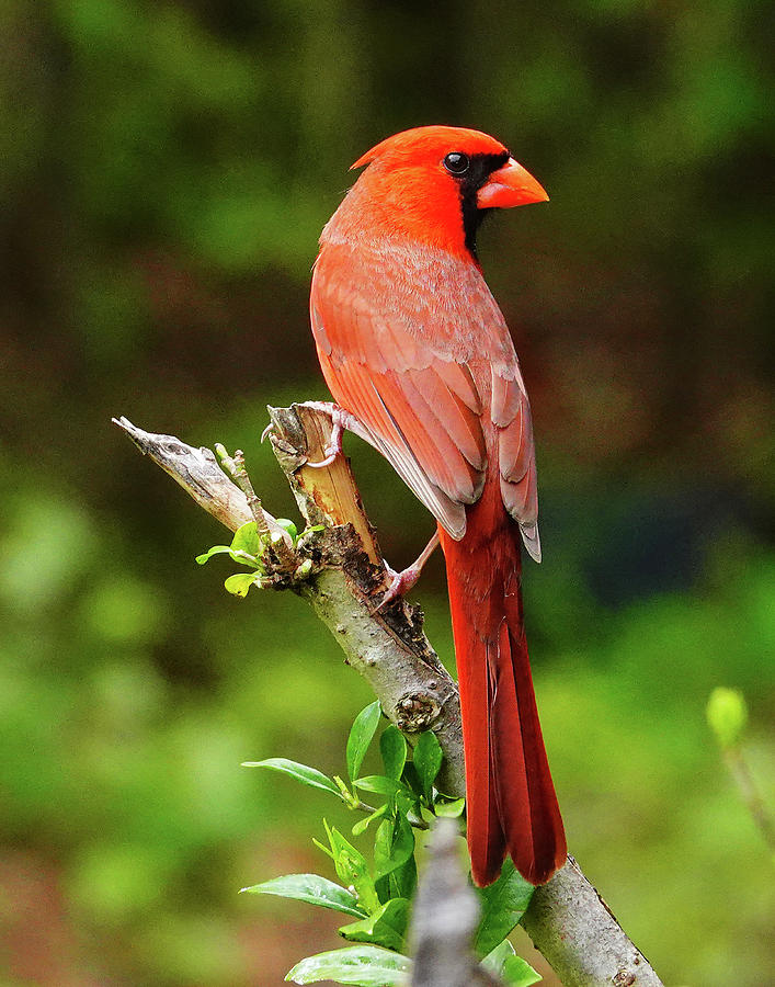 Male Cardinal Photograph