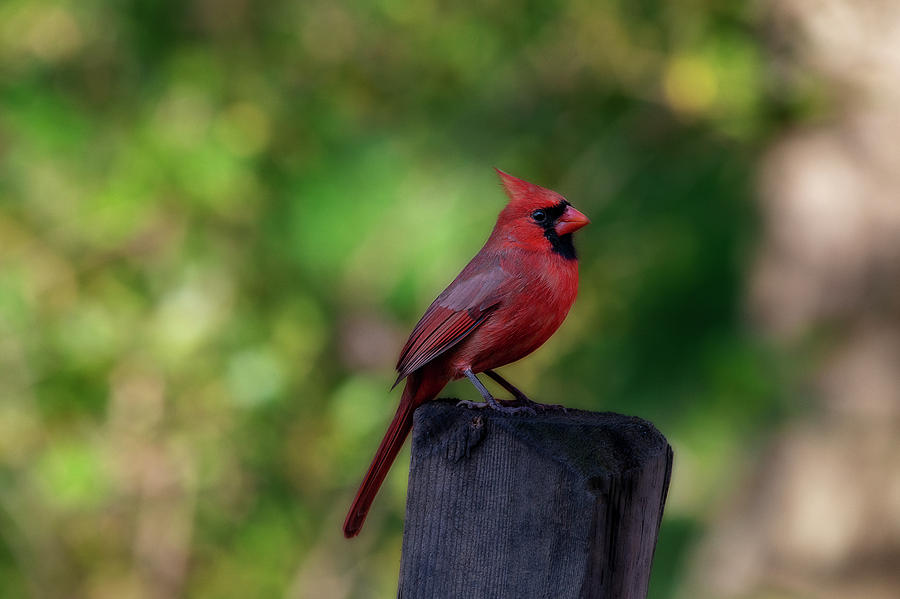 Male cardinal on fence post Photograph by Dan Friend