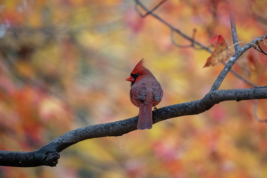 Male cardinal perched on limb Photograph by Dan Friend