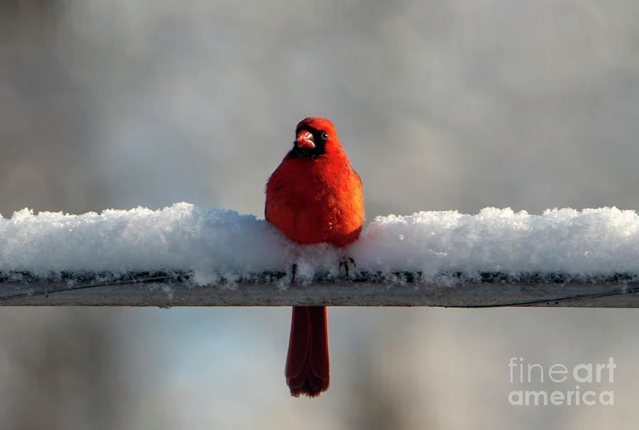 Male Cardinal perched on Snow Covered Wire Photograph by Sandra Js
