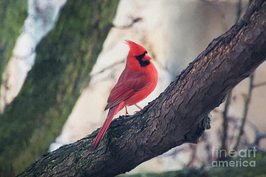 Male Cardinal Photograph by Sharon McConnell