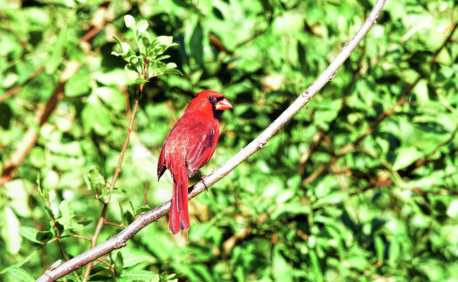 Animal Photograph - Male Cardinal Sly Look by William Tasker