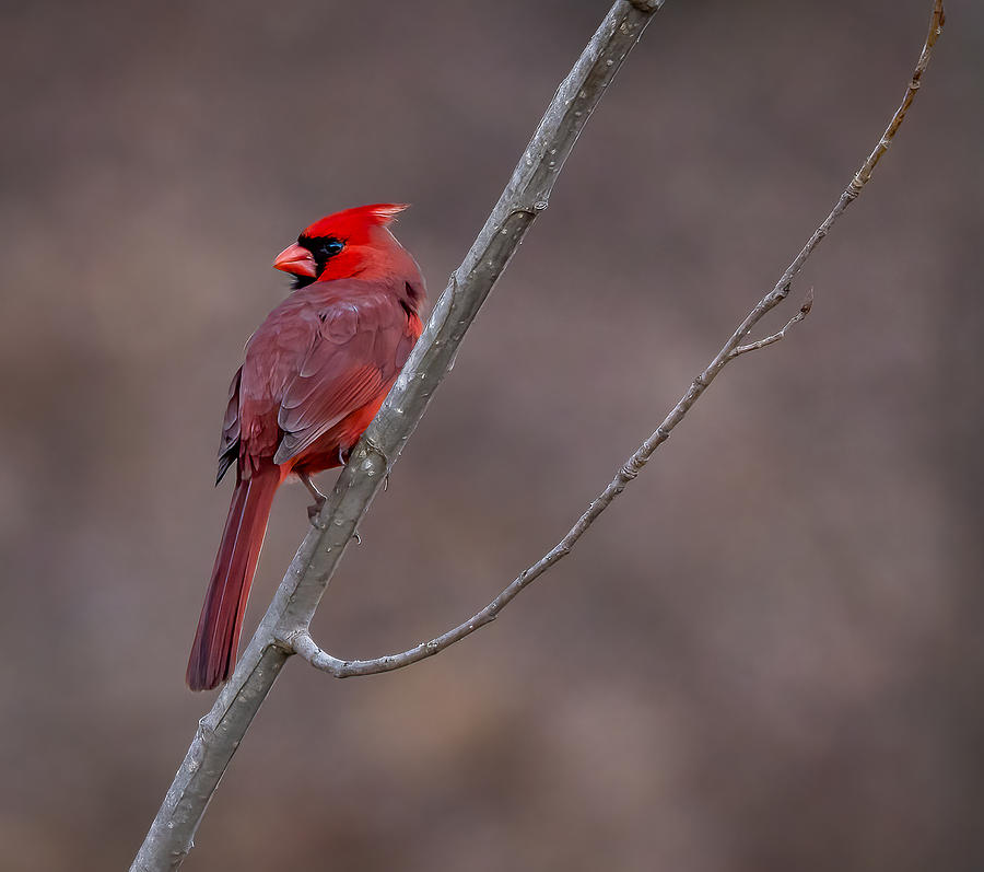 Male Cardinal Photograph by Steven Haddix - Fine Art America