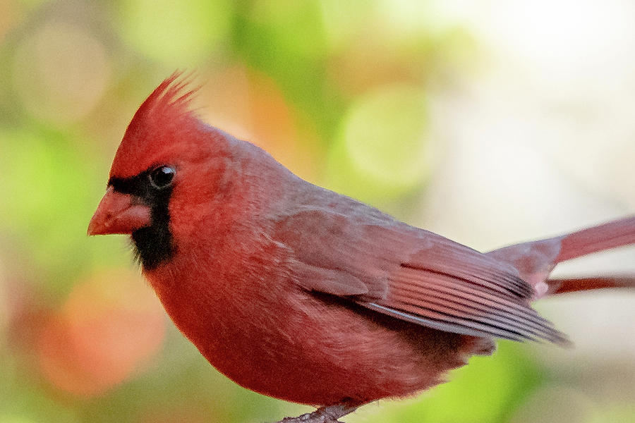 Male Cardinal with Fall Color Photograph by Mary Ann Artz