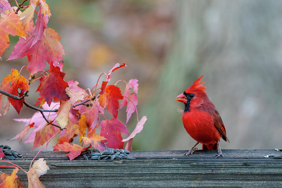 Male cardinal with head crest  Photograph by Dan Friend