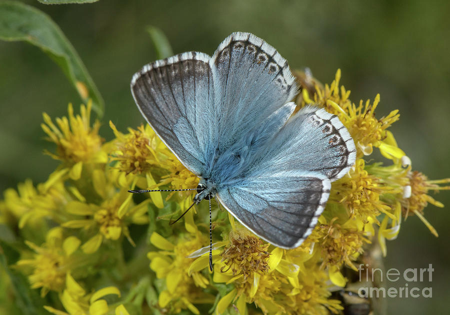 Male Chalk-hill Blue Photograph by Bob Gibbons/science Photo Library