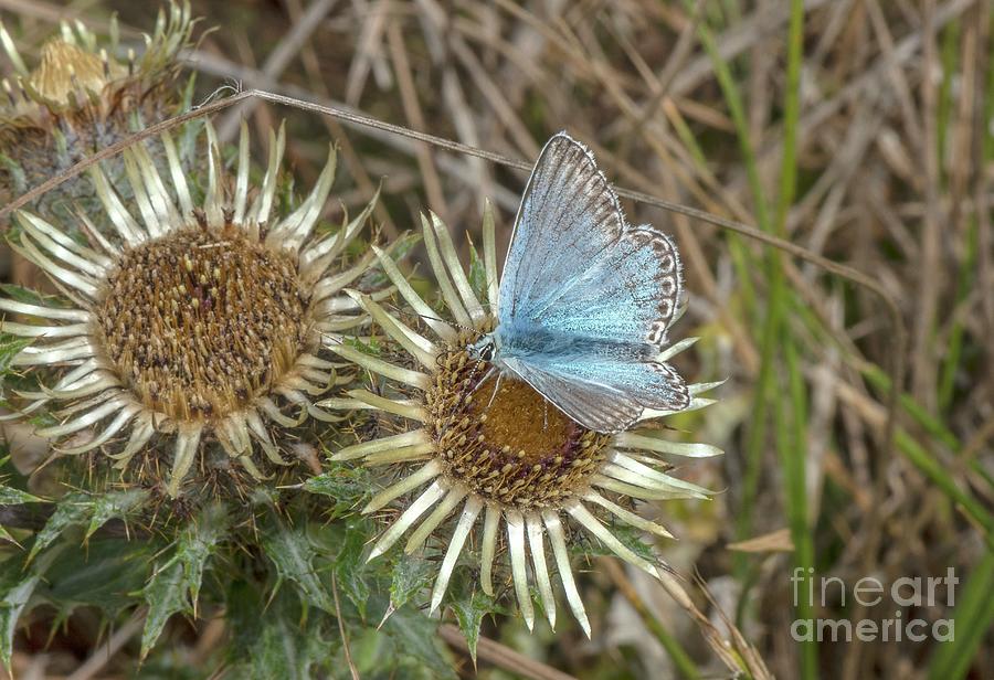 Male Chalkhill Blue Butterfly Photograph by Bob Gibbons/science Photo Library