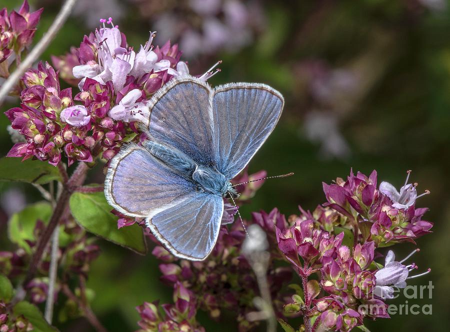 Butterfly Photograph - Male Common Blue Butterfly by Bob Gibbons/science Photo Library