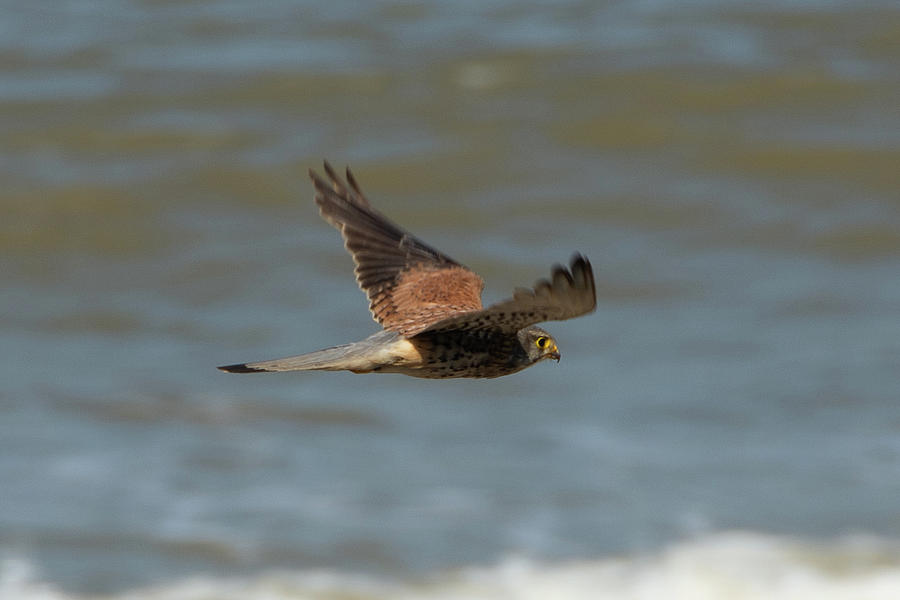 Male Common Kestrel in Happisburgh Norfolk side view Photograph by Scott Lyons