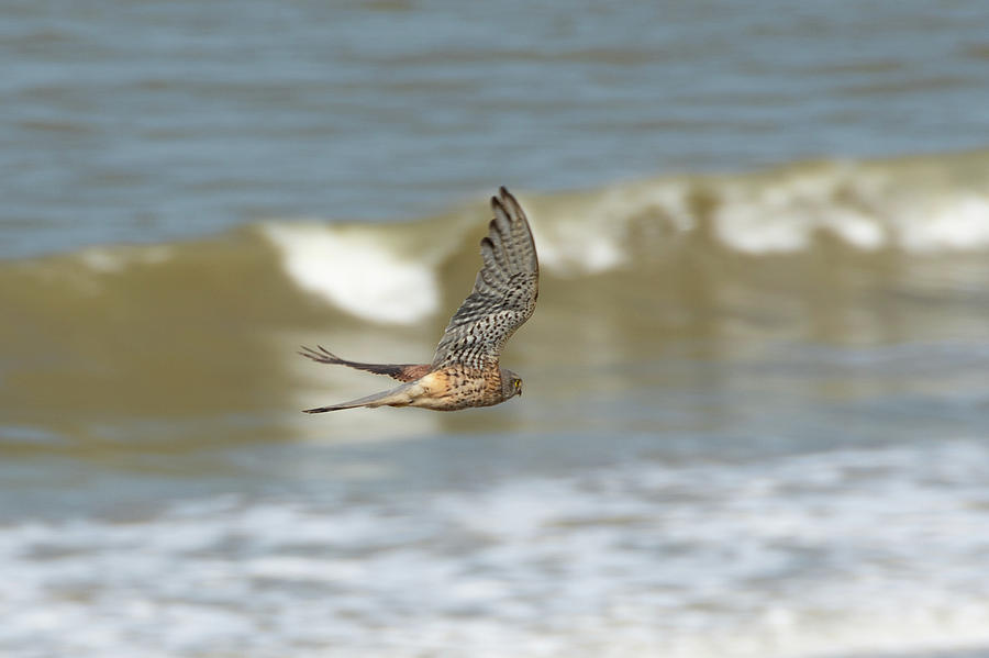 Male Common Kestrel in Happisburgh Norfolk underwing view Photograph by Scott Lyons