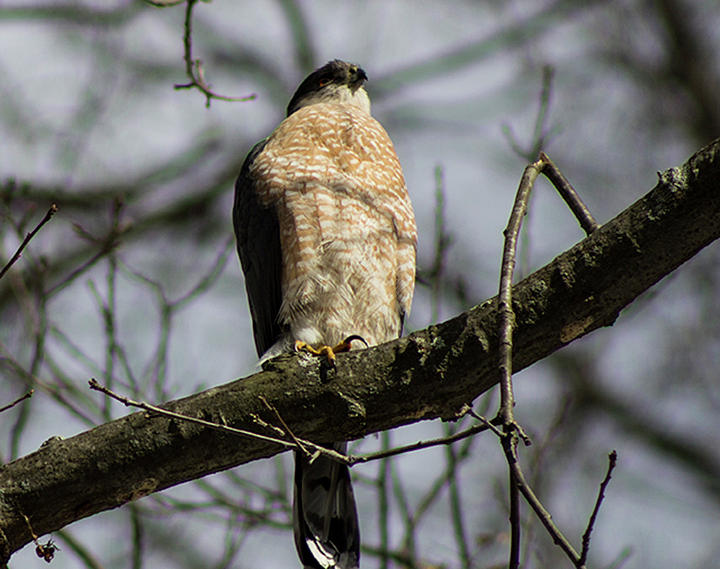 Male Coopers Hawk by Geoff Jewett Male Coopers Hawk by Geoff Jewett