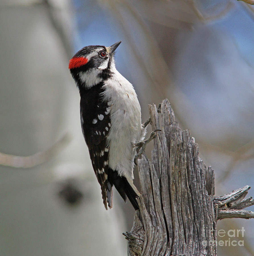 Downy Woodpecker Photograph - Male Downy Woodpecker by Gary Wing Downy Woodpecker Photograph - Male Downy Woodpecker by Gary Wing