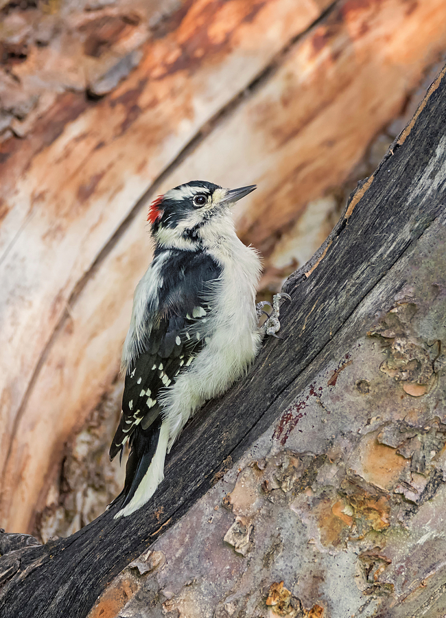 Male Downy Woodpecker Photograph by Loree Johnson
