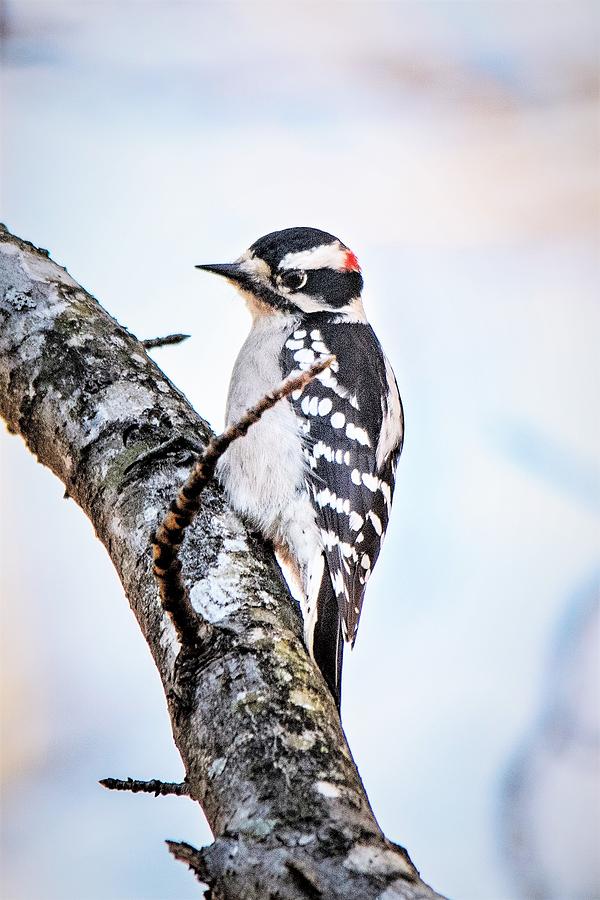 Male Downy Woodpecker Photograph by Mary Ann Artz