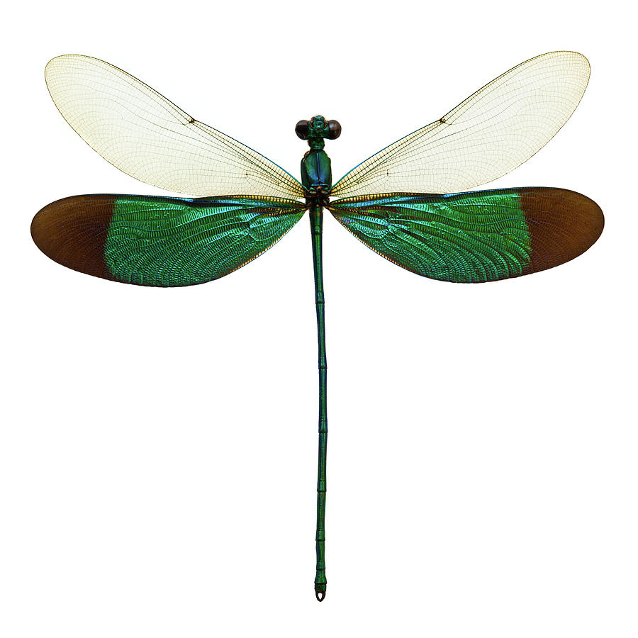 Male Dragonfly Taxidermy Photograph by Thepalmer