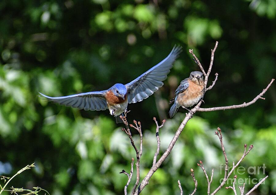 Male Eastern Bluebird Joining His Mate Photograph