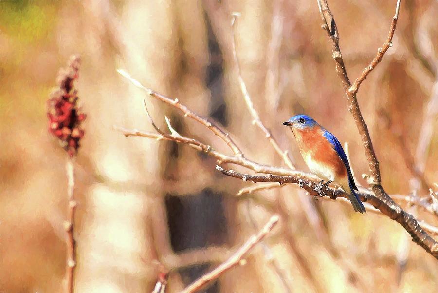 Male Eastern Bluebird Painting Photograph