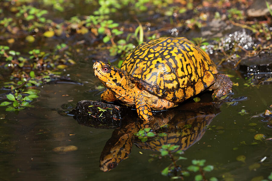 Male Eastern Box Turtle Crossing A Shallow Forest Stream Photograph By 