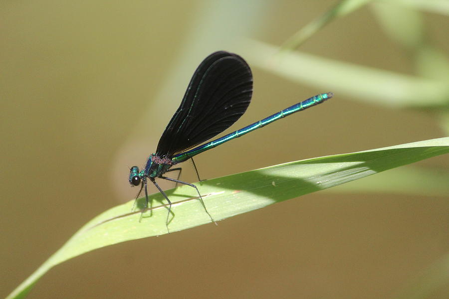Male Ebony Jewelwing Photograph by Callen Harty