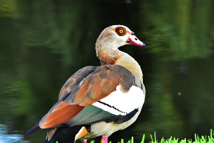 Goose Photograph - Male Egyptian Goose by William Tasker