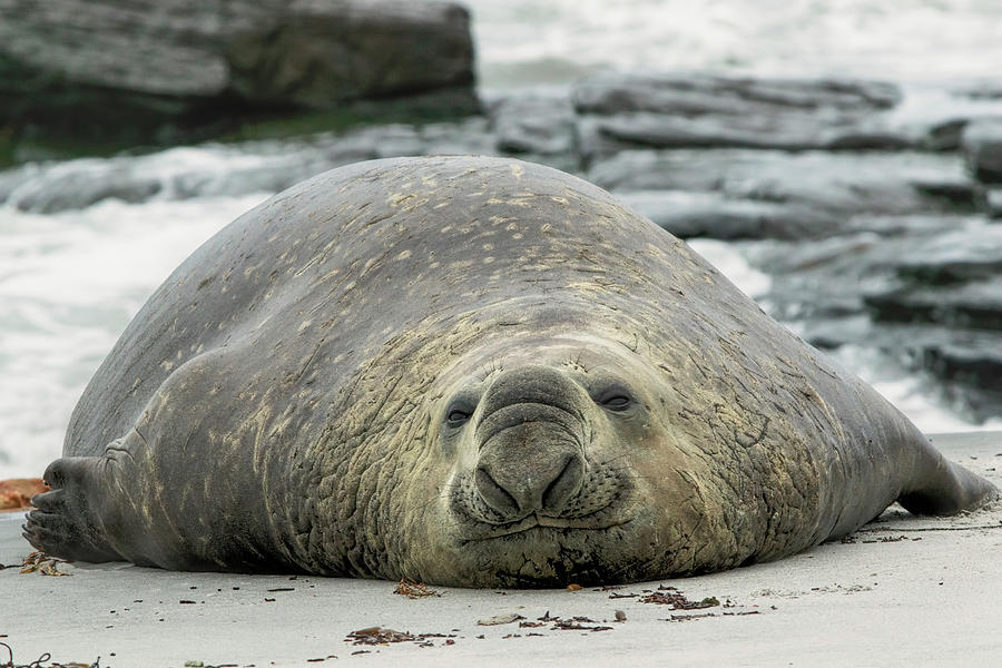 Male Elephant Seal, Mirounga Leonina Photograph by Adam Jones - Pixels