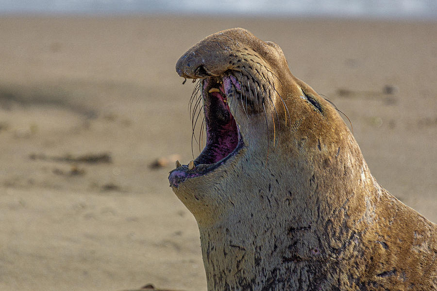 Male Elephant Seal Vocalizing  Photograph by Donald Pash