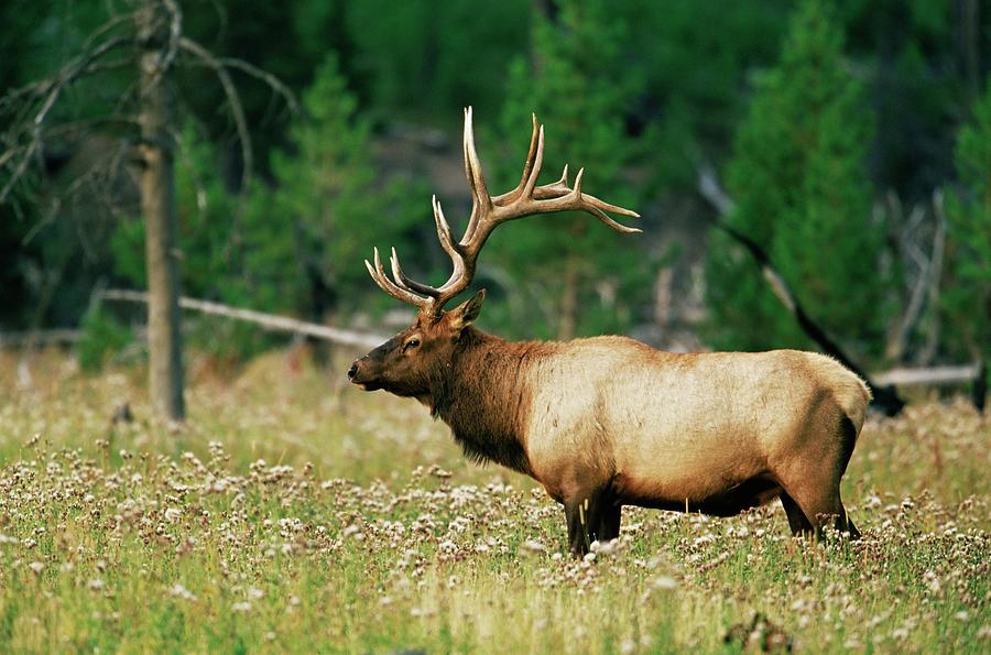 do male elk really mate