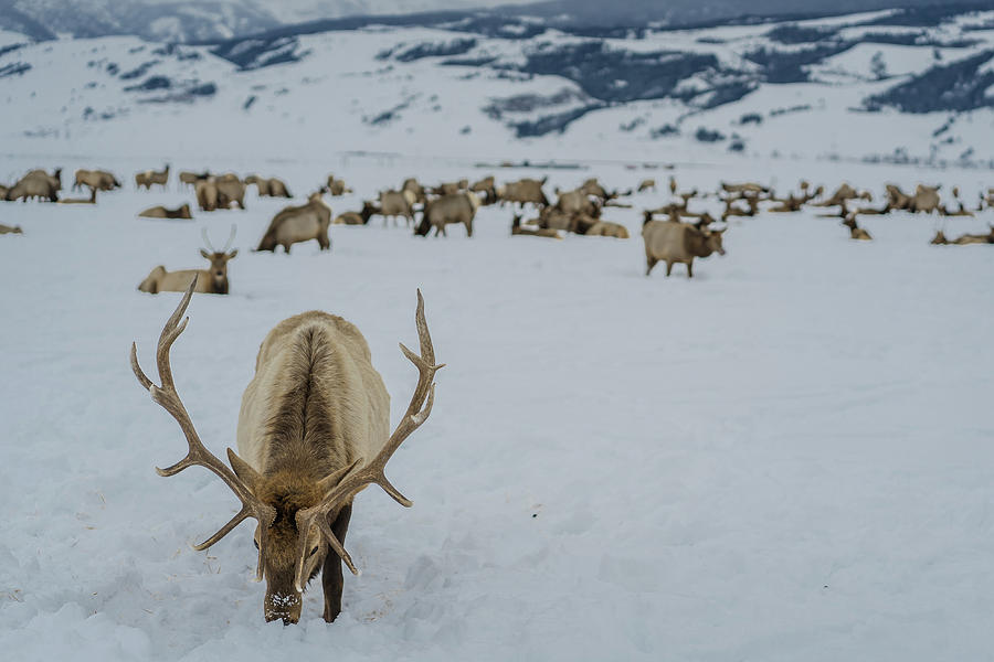 Male Elk National Elk Refuge  Photograph by Julieta Belmont