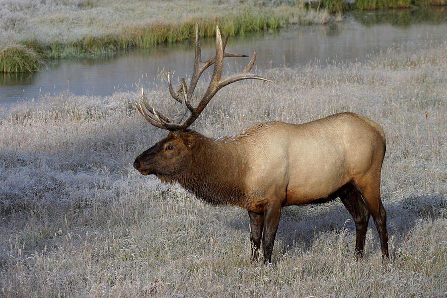 Male Elk On Frost-covered Grass Photograph by David Hosking