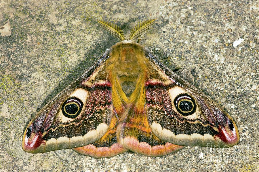 Nature Photograph - Male Emperor Moth by Dr Keith Wheeler/science Photo Library
