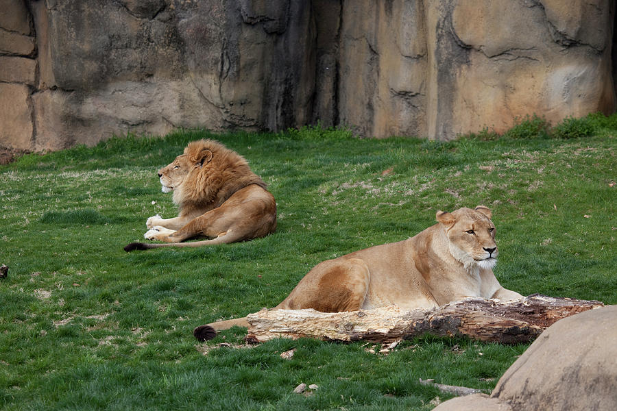 Male & Female Lion at Rest Painting by Carol Highsmith - Fine Art America