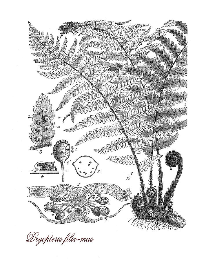 Male fern, botanical vintage engraving Digital Art by Luisa Vallon Fumi ...