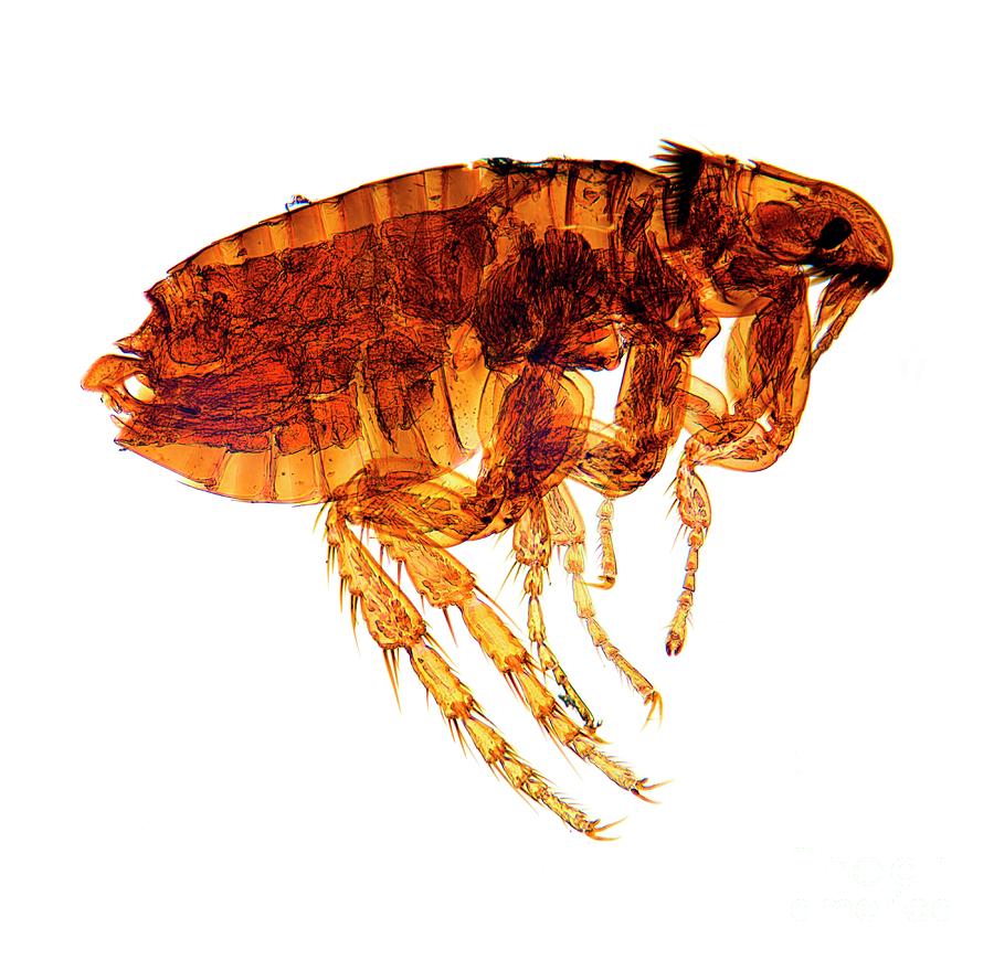 Nature Photograph - Male Flea by Dr Keith Wheeler/science Photo Library