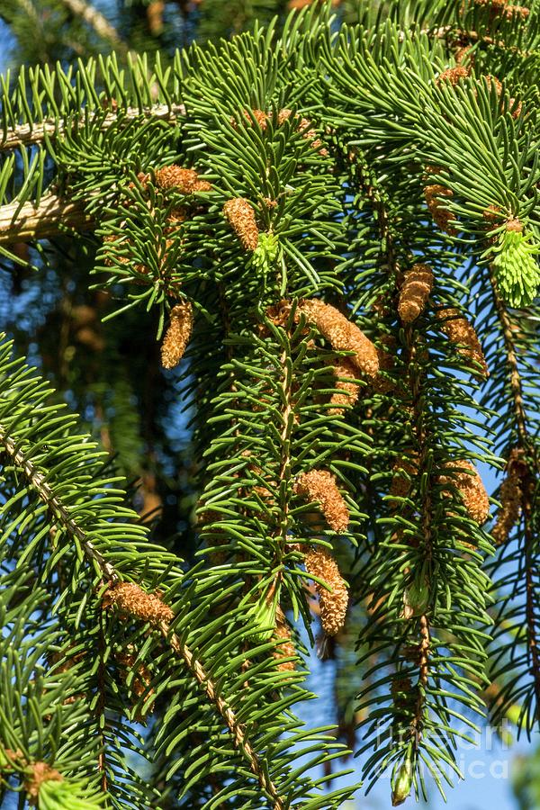 Nature Photograph - Male Flowers On Norway Spruce (picea Abies) by Brian Gadsby/science Photo Library