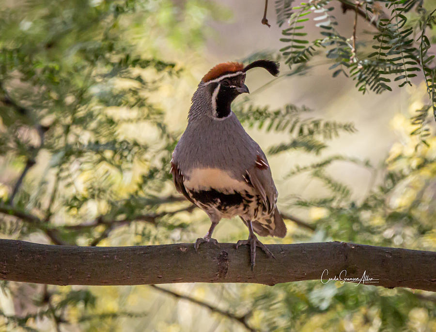 Nature Photograph - Male Gambels Quail by Connie Allen