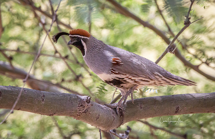 Male Gambel's Quail II Photograph by Connie Allen - Fine Art America