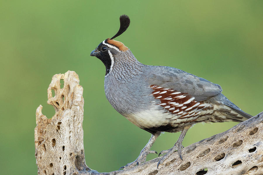 Male Gambel's Quail Photograph By Ken Archer - Fine Art America